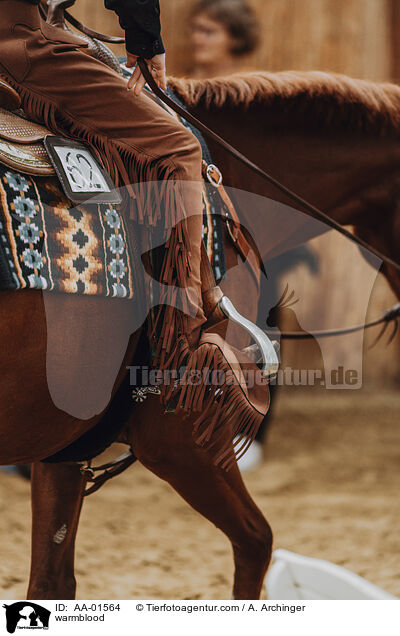 Warmblut / warmblood / AA-01564