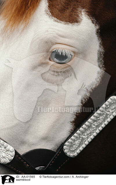 Warmblut / warmblood / AA-01565