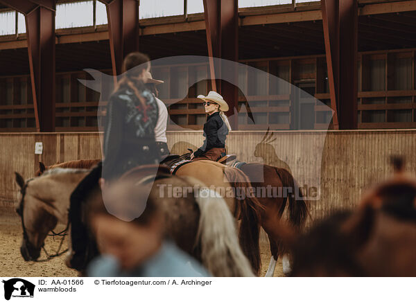 Warmbltert / warmbloods / AA-01566