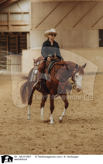 Warmblut / warmblood / AA-01567