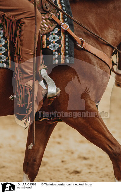 Warmblut / warmblood / AA-01569
