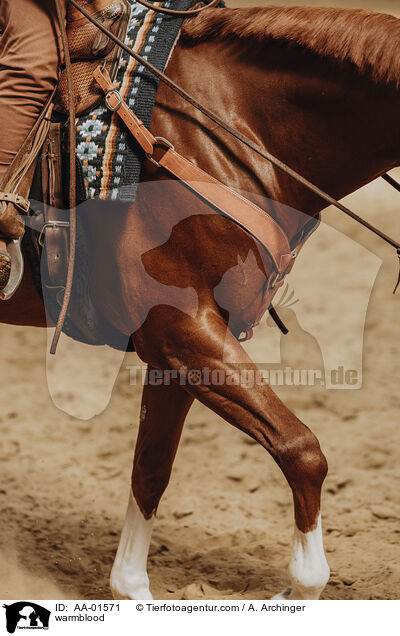 Warmblut / warmblood / AA-01571