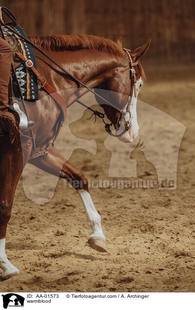 Warmblut / warmblood / AA-01573