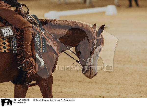 Warmblut / warmblood / AA-01578