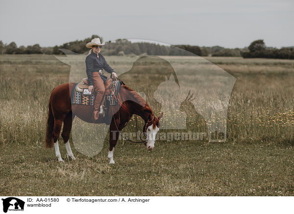 Warmblut / warmblood / AA-01580