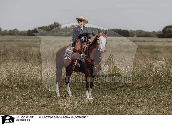 Warmblut / warmblood / AA-01581