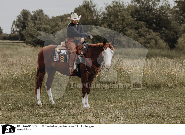 Warmblut / warmblood / AA-01582