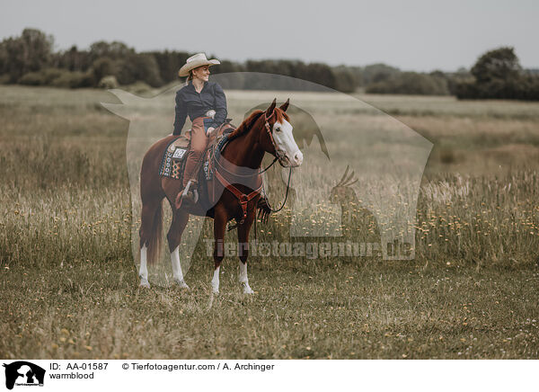Warmblut / warmblood / AA-01587