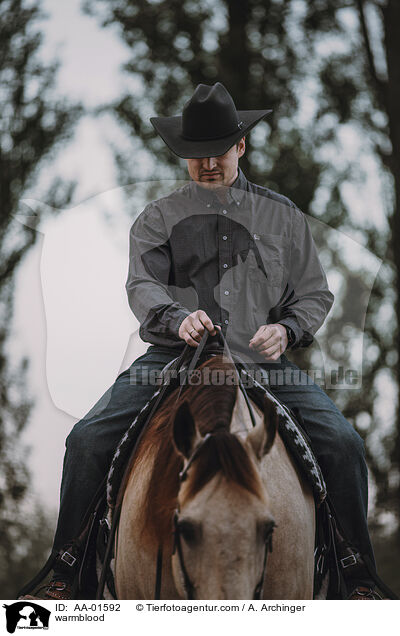 Warmblut / warmblood / AA-01592