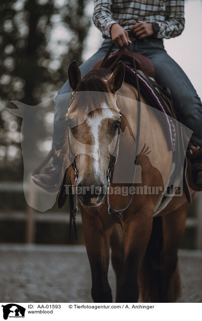 Warmblut / warmblood / AA-01593