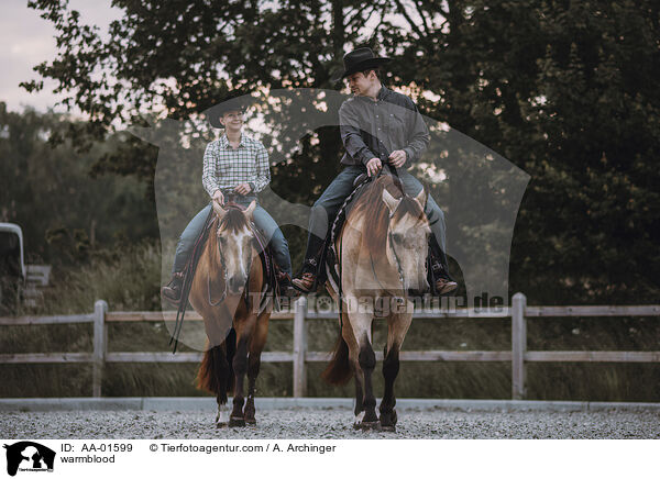 Warmblut / warmblood / AA-01599