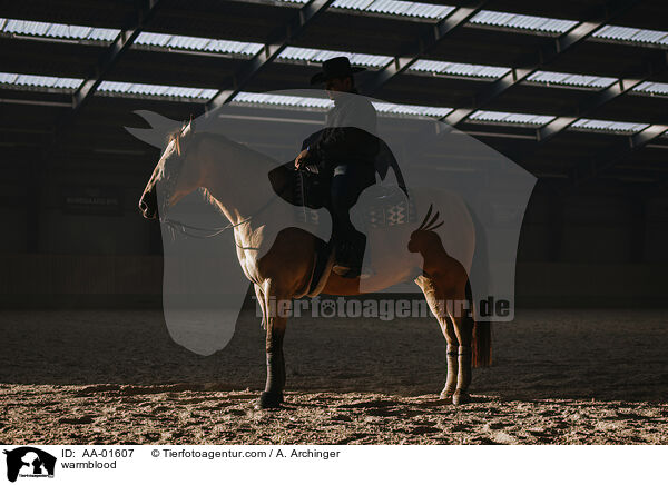 Warmblut / warmblood / AA-01607
