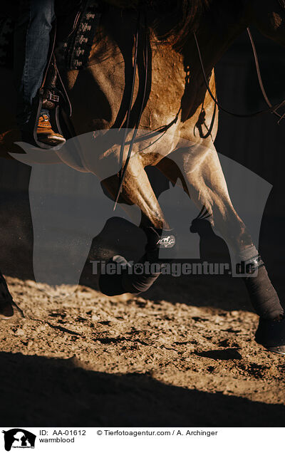 Warmblut / warmblood / AA-01612