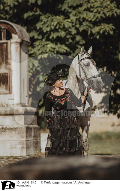 Warmblut / warmblood / AA-01615