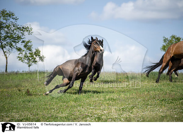 Warmblut strzt auf Koppel / Warmblood falls / VJ-05614