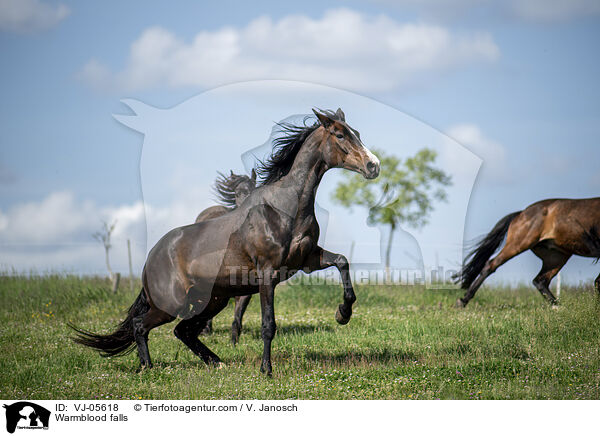 Warmblut stürzt auf Koppel / Warmblood falls / VJ-05618