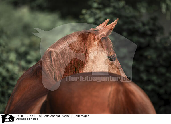 Warmblut / warmblood horse / IFE-01654