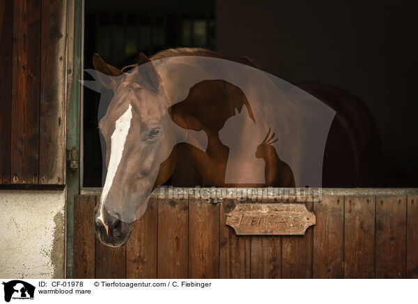 Warmblut Stute / warmblood mare / CF-01978