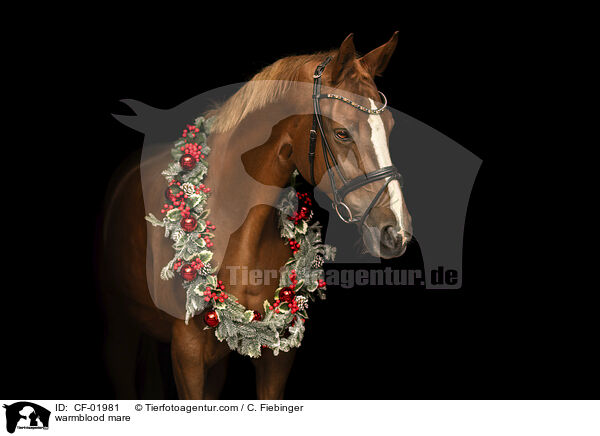 Warmblut Stute / warmblood mare / CF-01981