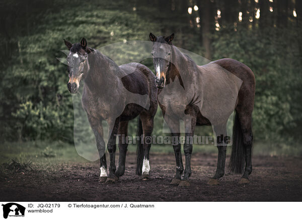 warmblood / JQ-02179