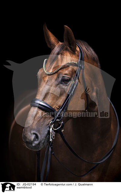 Warmblut / warmblood / JQ-02194