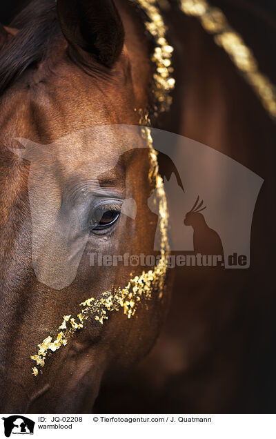 Warmblut / warmblood / JQ-02208
