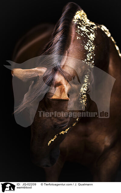 Warmblut / warmblood / JQ-02209