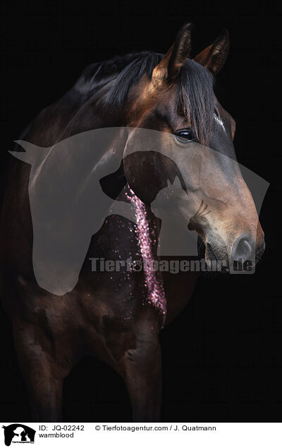 Warmblut / warmblood / JQ-02242