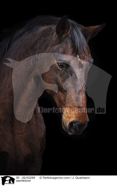 Warmblut / warmblood / JQ-02299