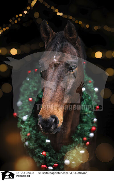 Warmblut / warmblood / JQ-02305