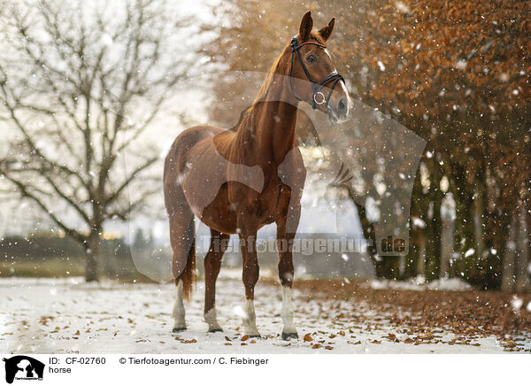 Warmblut / horse / CF-02760