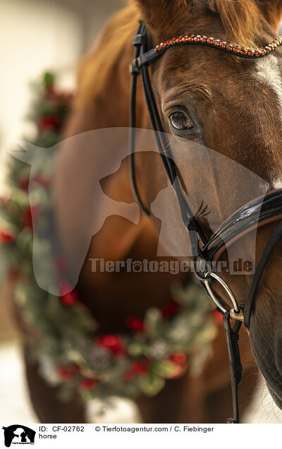 Warmblut / horse / CF-02762