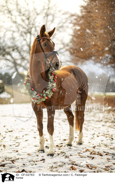 Warmblut / horse / CF-02763