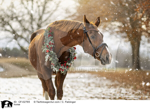 Warmblut / horse / CF-02765
