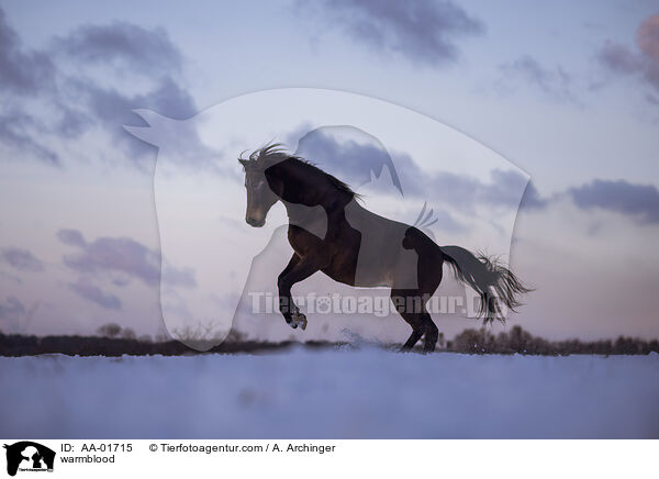 Warmblut / warmblood / AA-01715