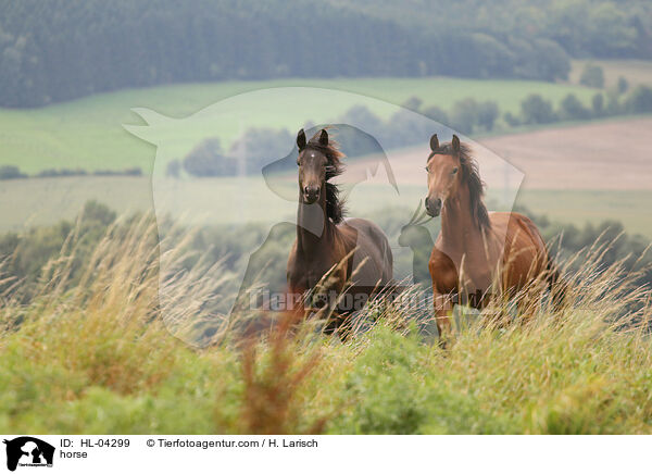 horse / HL-04299