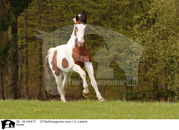 Warmblut / horse / HL-04417
