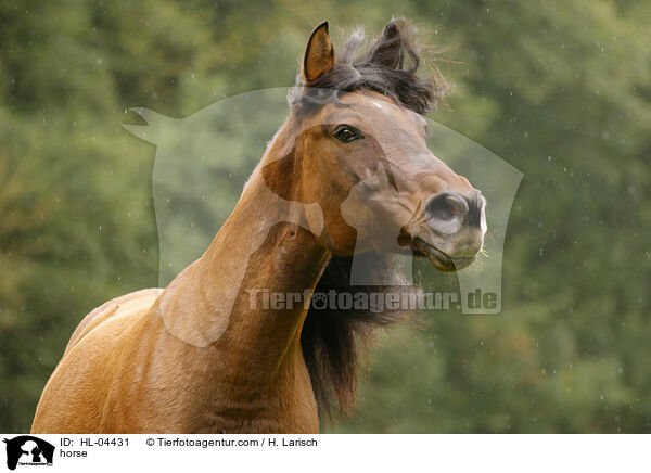 Warmblut / horse / HL-04431