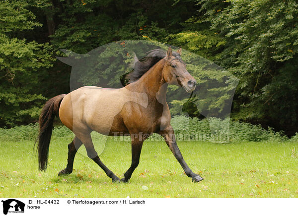Warmblut / horse / HL-04432