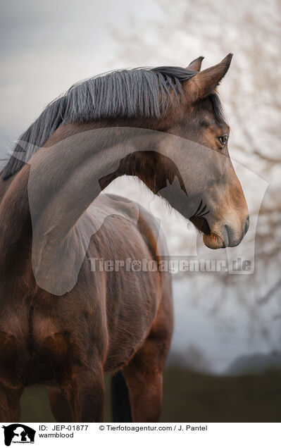 Warmblut / warmblood / JEP-01877