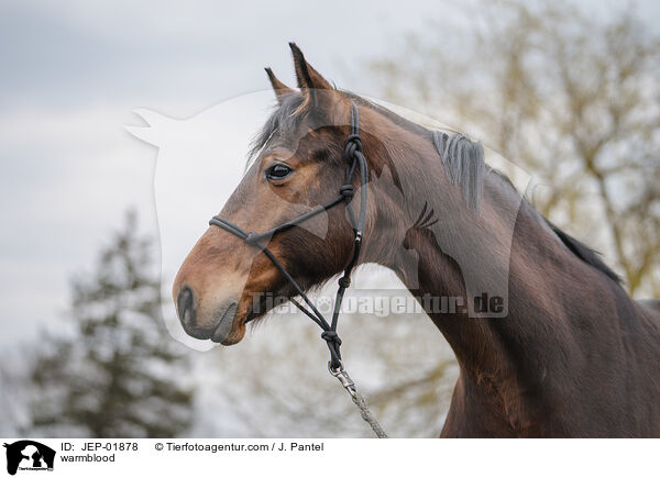 Warmblut / warmblood / JEP-01878