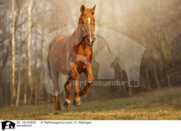 Warmblut / warmblood / CF-03505