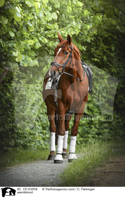 Warmblut / warmblood / CF-03508