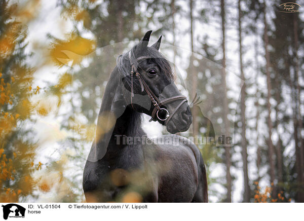 Warmblut / horse / VL-01504