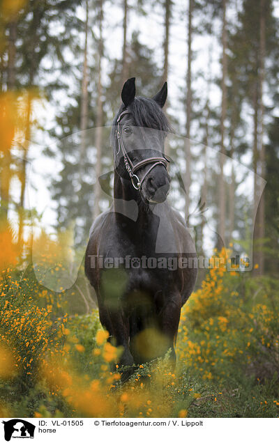 horse / VL-01505