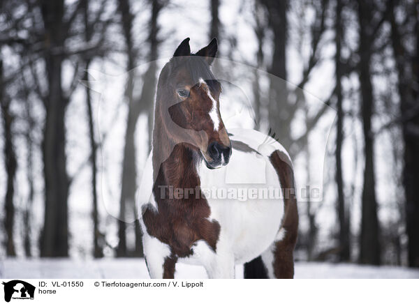 Warmblut / horse / VL-01550
