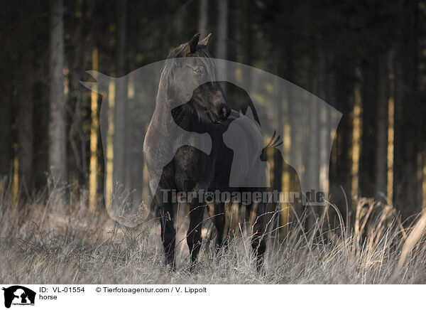 Warmblut / horse / VL-01554