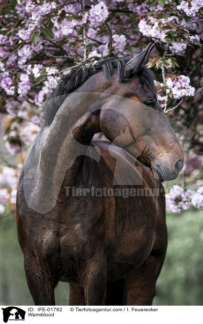 Warmblut / Warmblood / IFE-01782