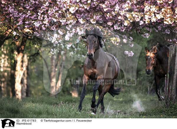 Warmblut / Warmblood / IFE-01783