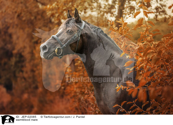 Warmblut Stute / warmblood mare / JEP-02085